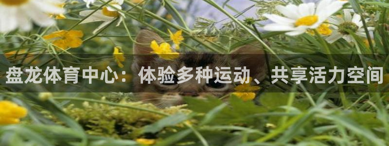 球王会体育