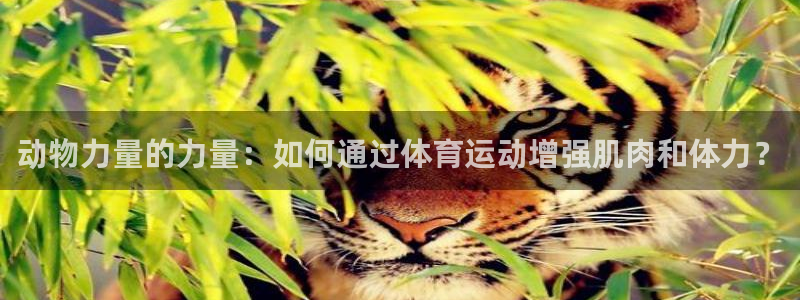 球王会体育